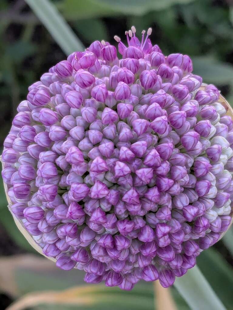Day 8 Allium by wakuwaku