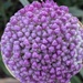 Day 8 Allium