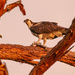 Sunlit Osprey With Dinner!