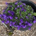 Flowering plant 