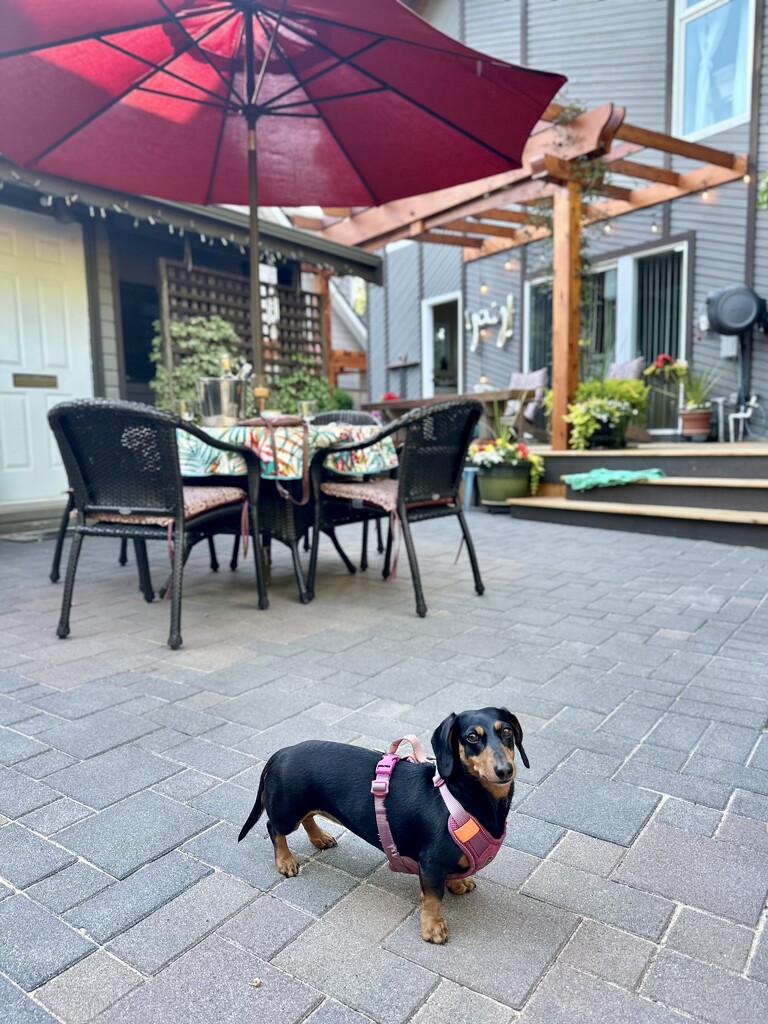 Daisy at the Al Fresco  by rosemaryhouse2