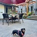 Daisy at the Al Fresco 