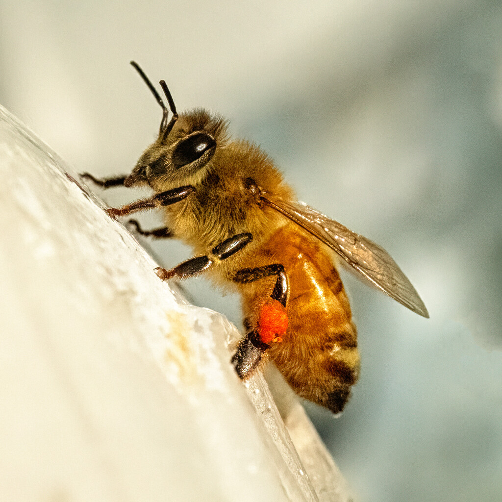 Pollen Collector by helenw2