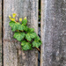 Ivy