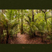 Footpaths through the Woods