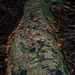 Three Types of Fungi
