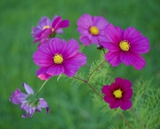 8th Jun 2025 - Cosmos P6084500