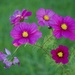 Cosmos P6084500