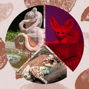 8th Jun 2025 - Animal Alphabet -F