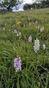 8th Jun 2025 - South Downs orchids