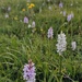 South Downs orchids
