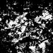Two Birds, Two Trees