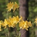 Some yellow flowers