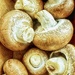 Fungi 