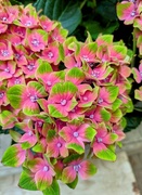 6th Jun 2025 - Burford hydrangea 
