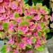 Burford hydrangea 