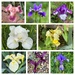 Iris  - One of Each