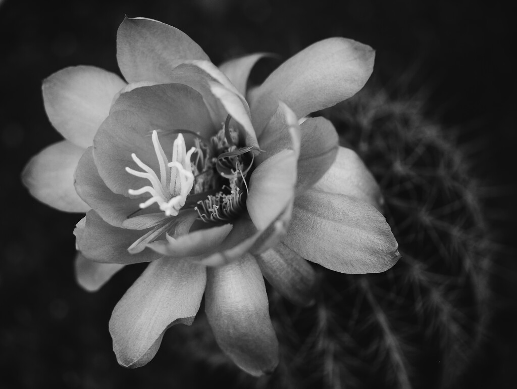 cactus bloom by blueberry1222