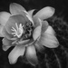 cactus bloom