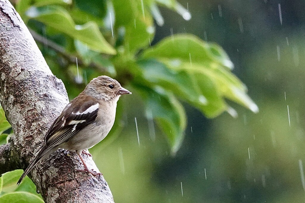 It’s Raining Again by carole_sandford