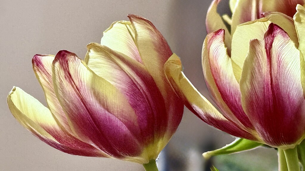 Backlit Tulips  by carole_sandford