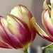 Backlit Tulips 