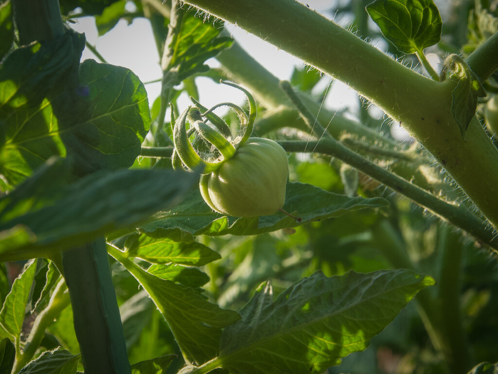 Soon to harvest by matsonnestam