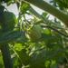Soon to harvest