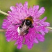 Busy Bee
