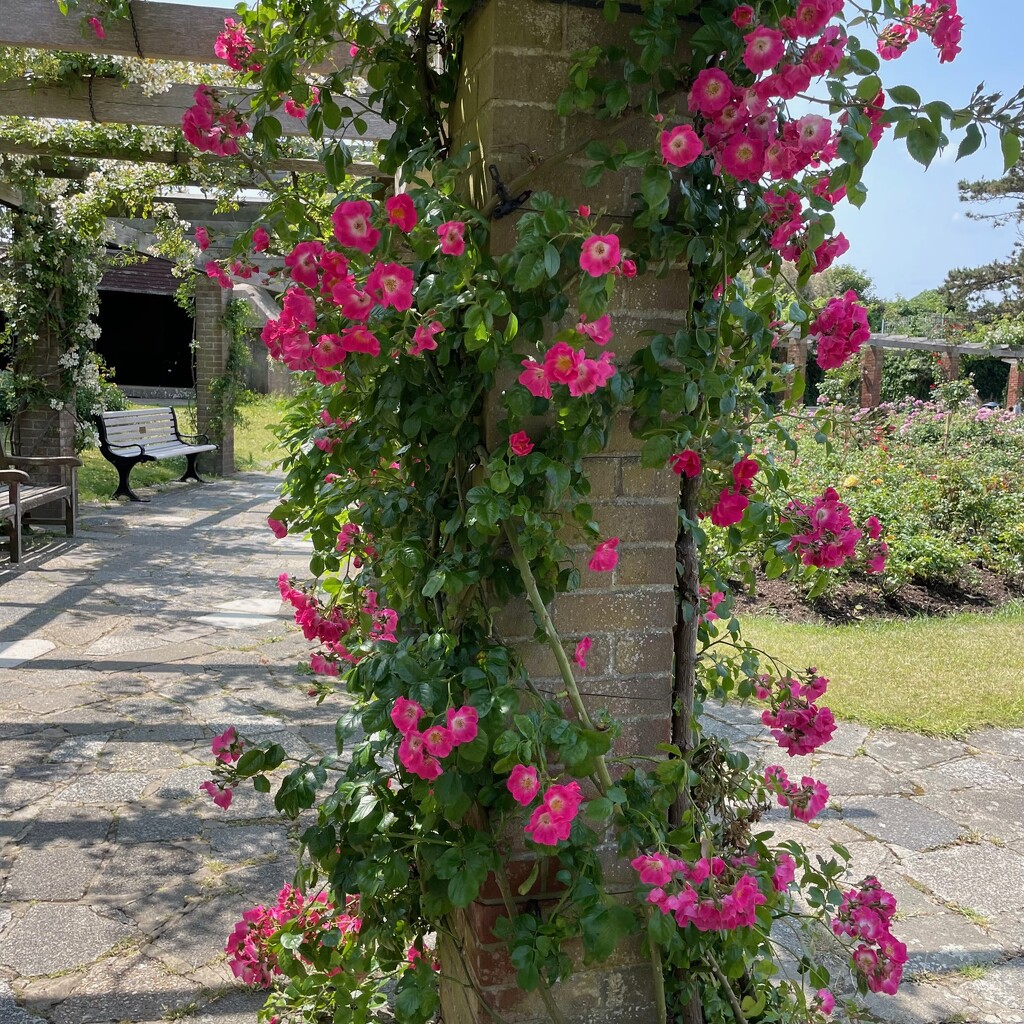 roses grow on you by quietpurplehaze21
