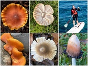 8th Jun 2025 - Fungi and Fun-guy