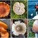 Fungi and Fun-guy