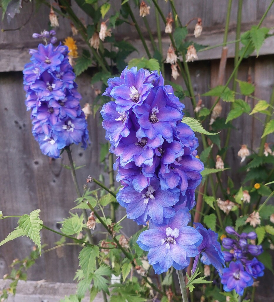 Delphiniums by busylady