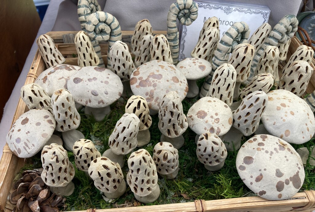 June words….Fungi  by illinilass