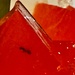 An ant in my jelly. 