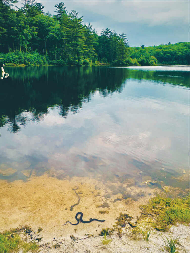 Water snake  by sherekinagmailcom