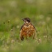 Young Robin in the grass