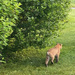 Backyard Visitor 