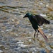 Magical Levitating Grackle