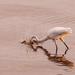 Egret Making a Splash!