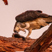 Osprey About to Claw It's Dinner!
