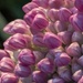 allium day 9