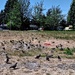 Pigeons Haven