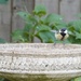 Great Tit