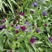 Centaurea
