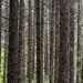 Vertical forest