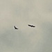 Crow and buzzard