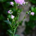 Rosa lucieae...