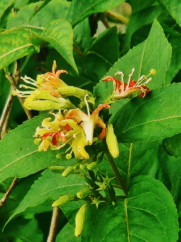 Bush Honeysuckle by alyclark