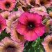 Petunias